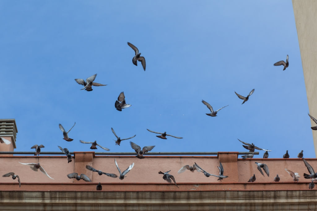 Pigeon Control, Pest Control in Nine Elms, SW8. Call Now 020 8166 9746