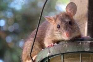 Rat Infestation, Pest Control in Nine Elms, SW8. Call Now 020 8166 9746