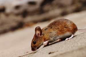 Mice Exterminator, Pest Control in Nine Elms, SW8. Call Now 020 8166 9746