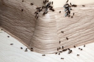 Ant Control, Pest Control in Nine Elms, SW8. Call Now 020 8166 9746