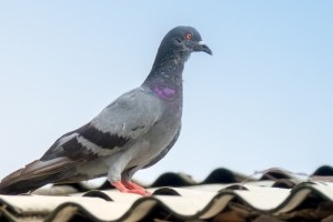 Pigeon Pest, Pest Control in Nine Elms, SW8. Call Now 020 8166 9746