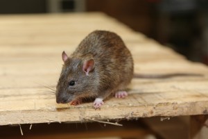 Rodent Control, Pest Control in Nine Elms, SW8. Call Now 020 8166 9746